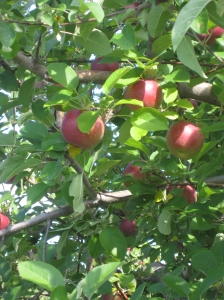 Bright, sun ripened apples