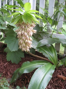 Pineapple lily