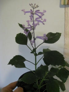 Plectranthus blooming in February