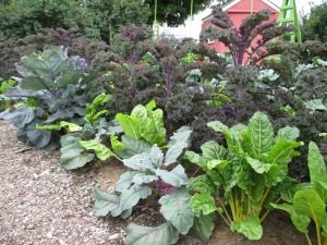 Purple kale and yellow stemmed chard