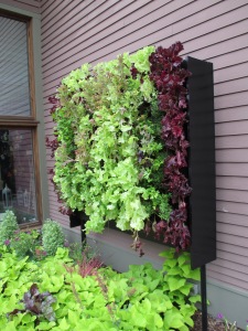 Wall of lettuce
