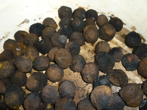 Black walnuts, hulled of husks, but still in shell. Ready for curing. Photo by Carol Quish