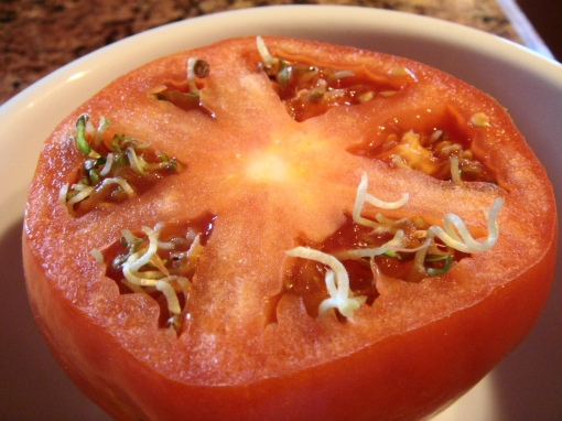 Seeds germinating inside tomato, J.Copes photo