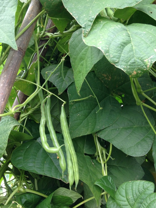 Pole Green Beans are in need of picking! Photo Carol Quish