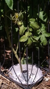 Tomato plant with foil watering pan   Photo by Susan Pelton