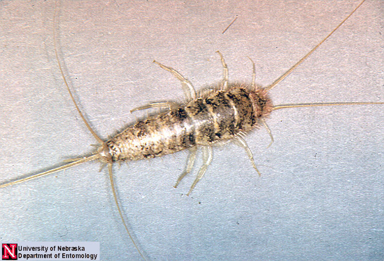 Silverfish Means Trouble Inside the Home.