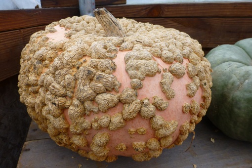 Peanut Pumpkin aka Galeux d’Eysines. P.Cooper photo