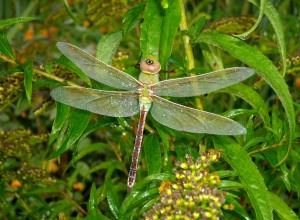 The Common Green Darner dragonfly migrates south and its offspring come north in the spring
