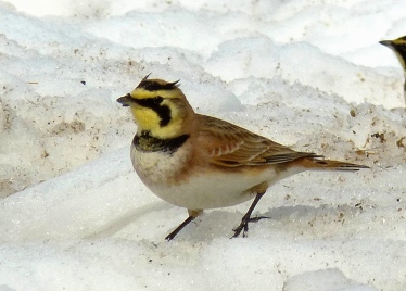 Horned Lark at Meig's Point March 13, 2015