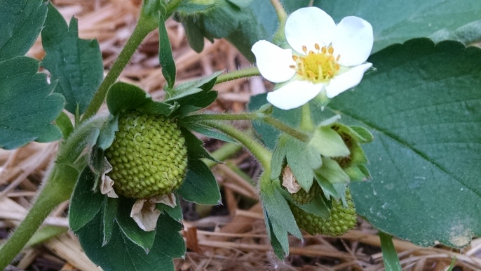 Strawberry flower and green berry
