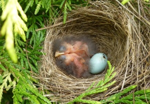 Chipping sparrows just hatched Late May