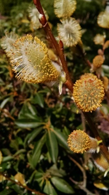 Male Pussy Willow Flowers