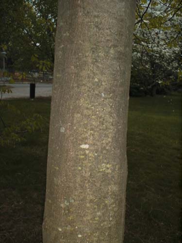 Yellowwood bark, uconn database