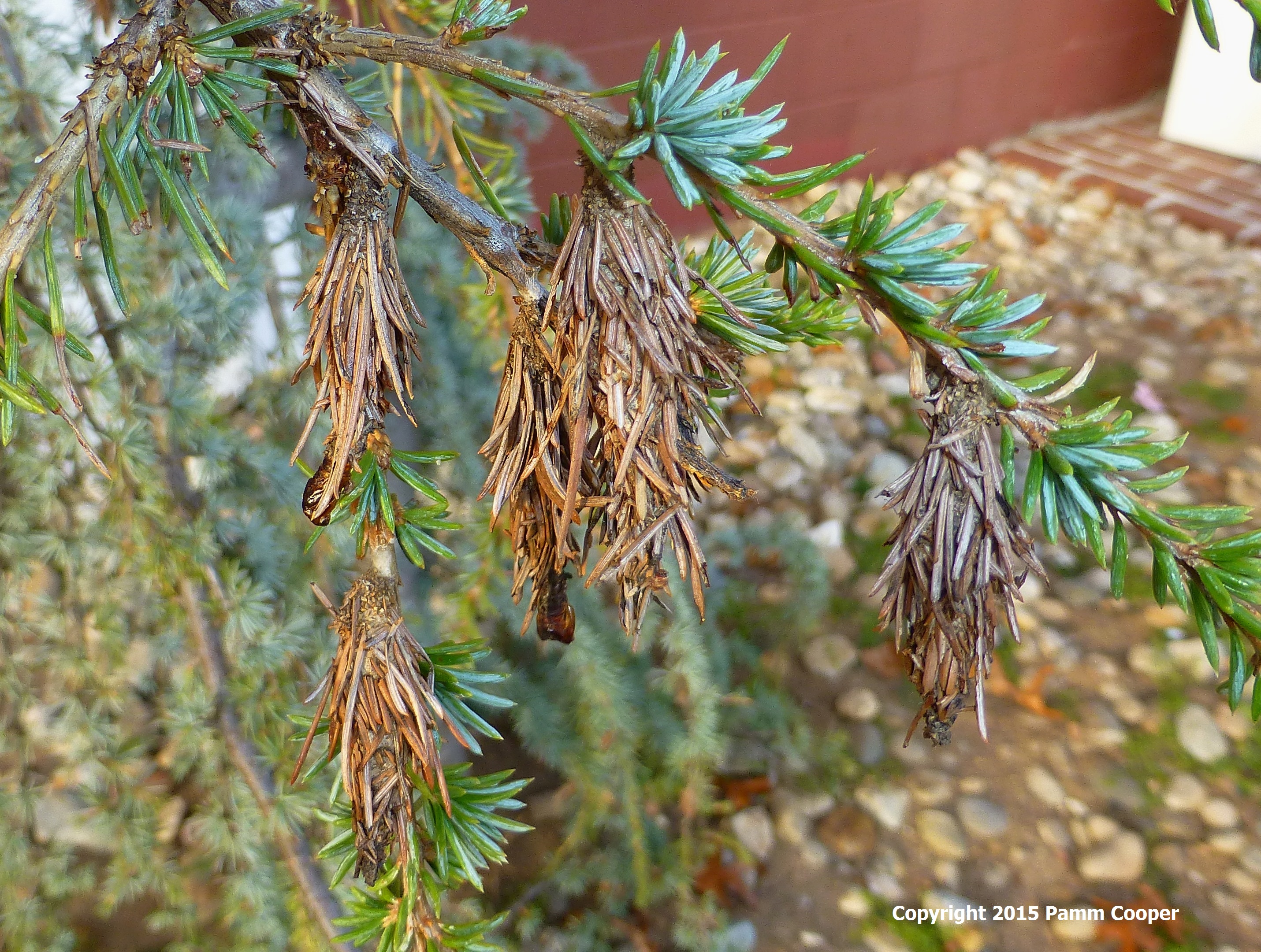 bagworms on ornamental evergreen copyright