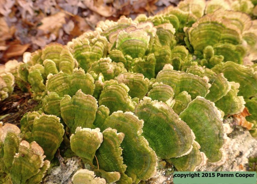 Mossy maze Polypore shelf fungi 12-27-15