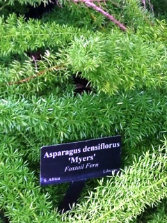 Asparagus fern