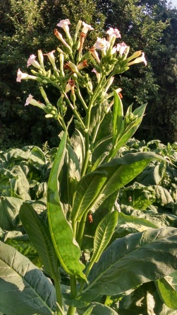 Tobacco plants in bloom