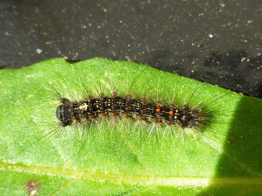 early instar gypsy moth caterpillar Pamm Cooper photo