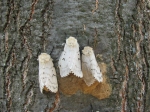 Gypsy moth females laying eggs, psu.edu,Credit- Katriona Shea, Penn State