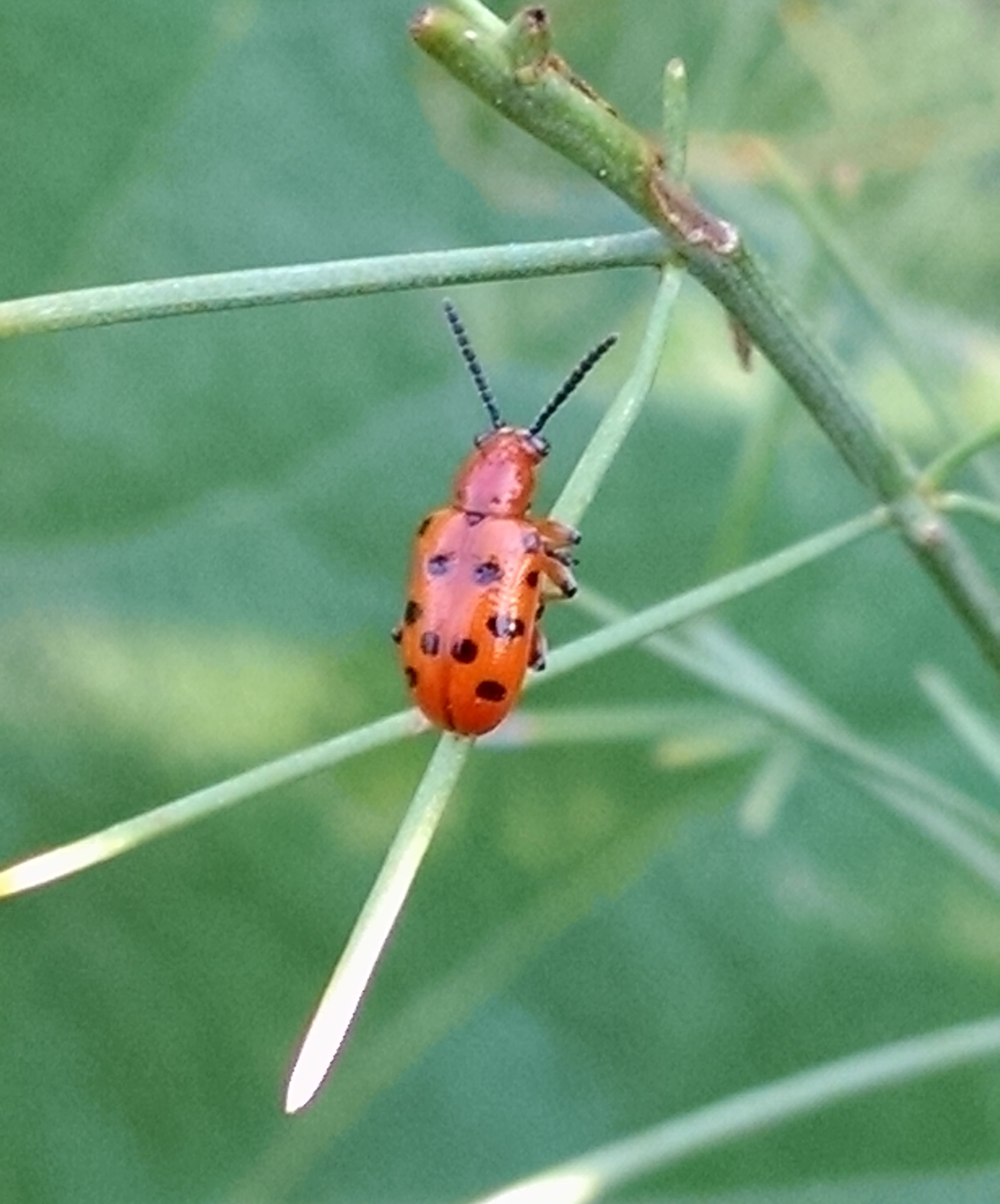 Red Milkweed beetle.1jpg