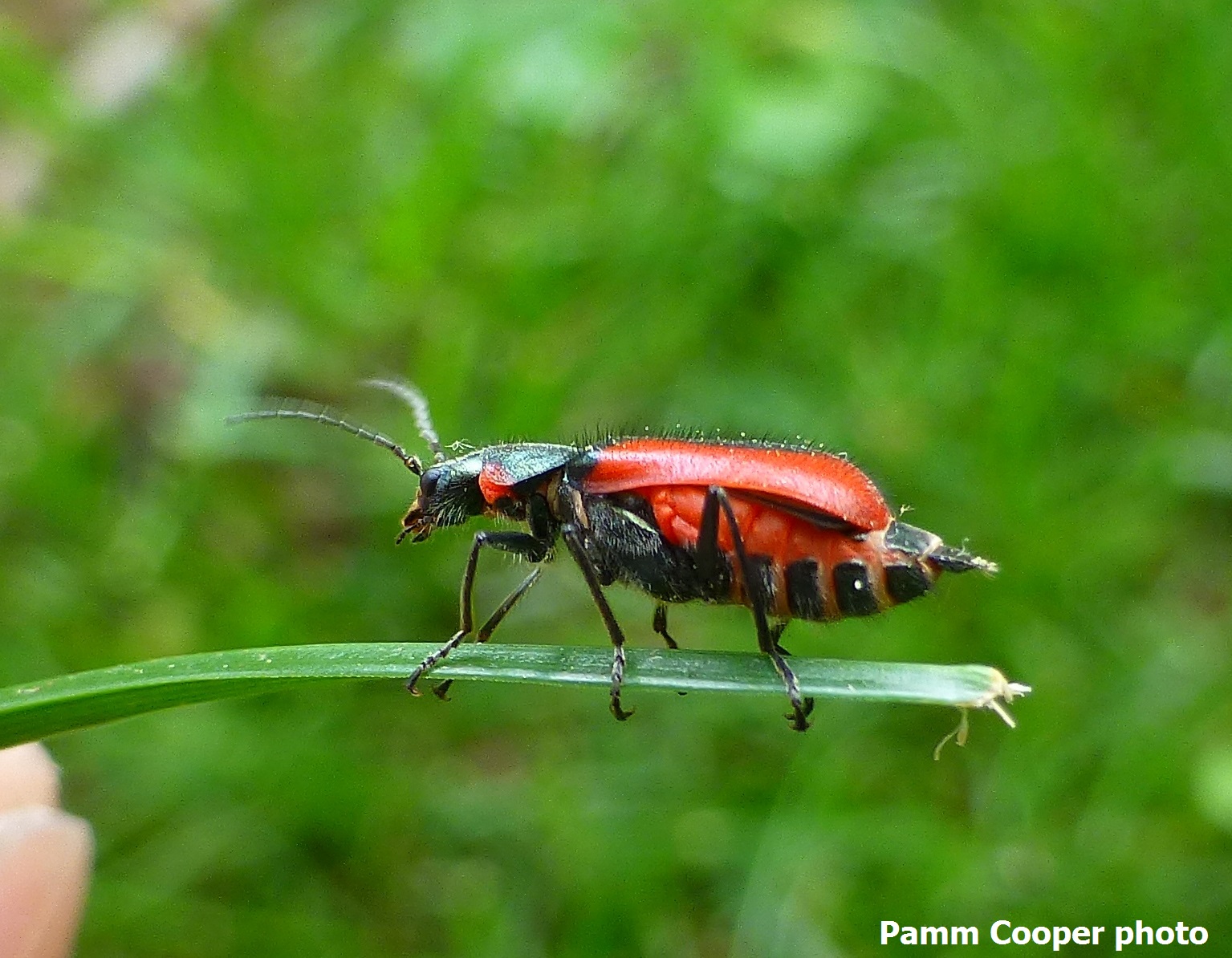 scarlet-malachite-beetle-front-yard-5-14-16-pamm-cooper-copyright-2016