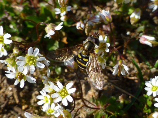 whitlow-grass-and-syrphid-fly