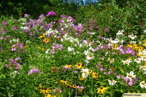 fabulous garden- summer phlox, rudbeckia, daisies