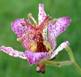 Toad lily Tricyrtis hirta