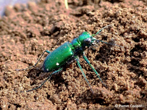 6-spotted tiger beetle