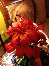 Orange Asiatic lily 1