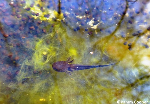 spotted salamander nymph among frog eggs April vernal pool