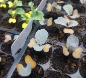 Brassica seedlings with nutrient def