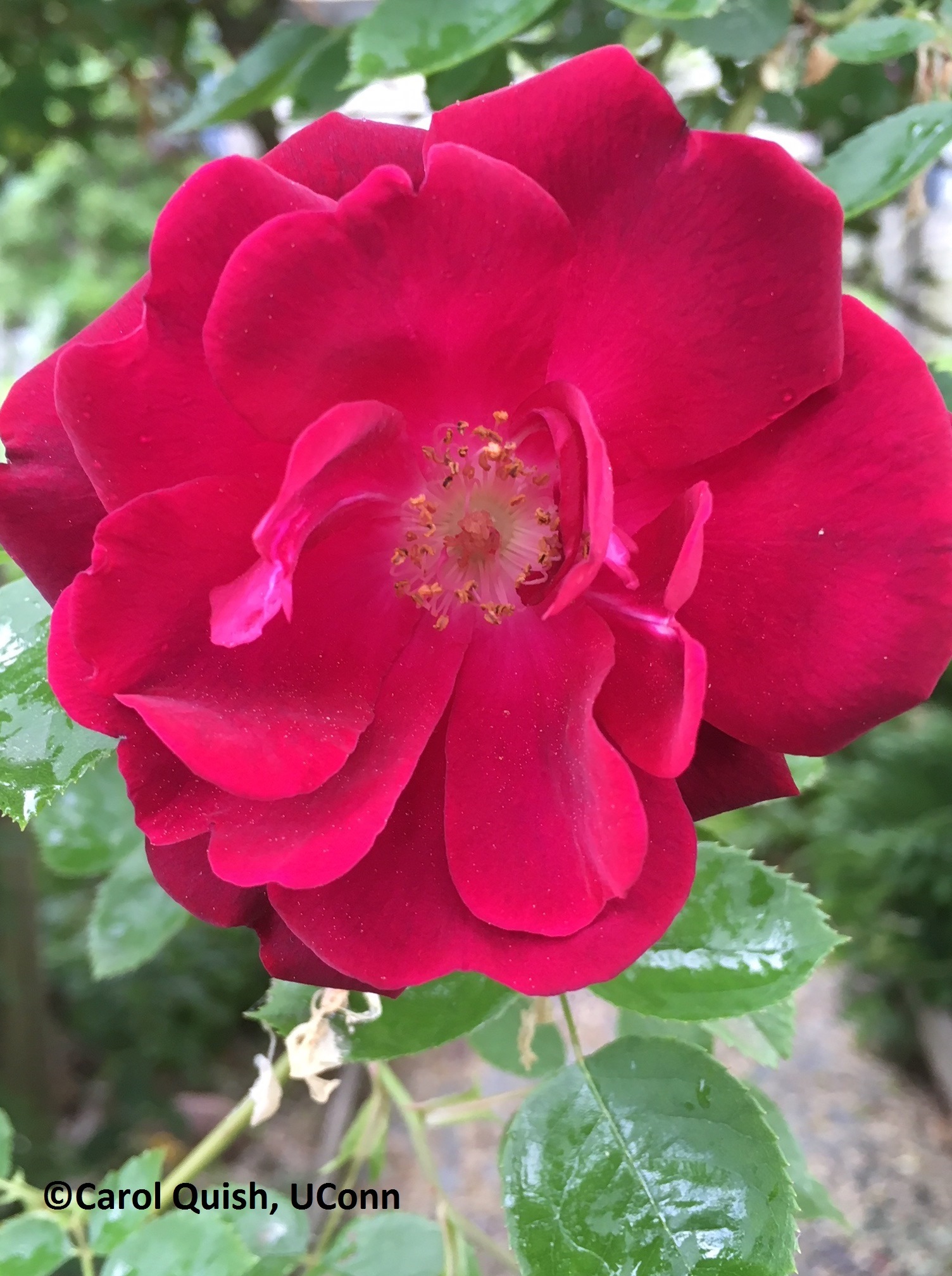 Rose, red climbing-1