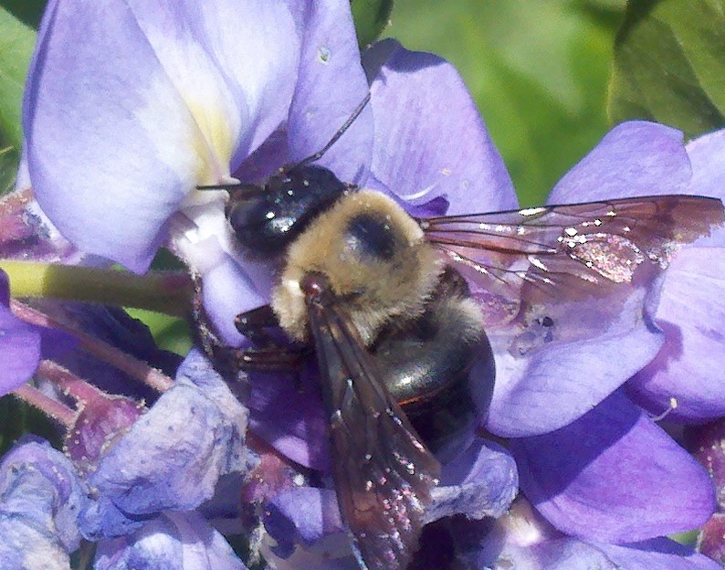 Bee on wisteria bloom.jpg