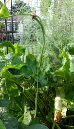 Yard-long bean