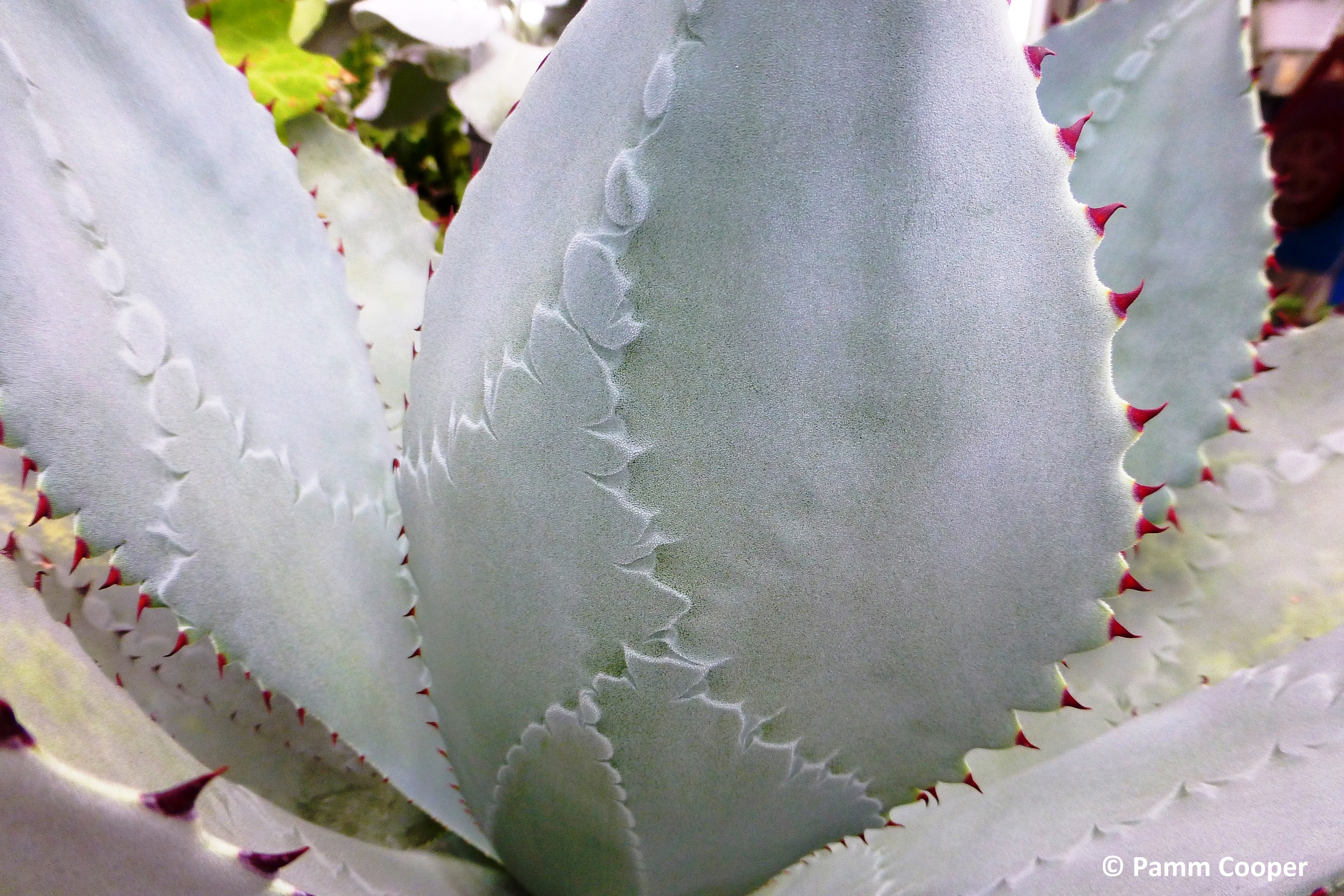 pattern on agave leaves