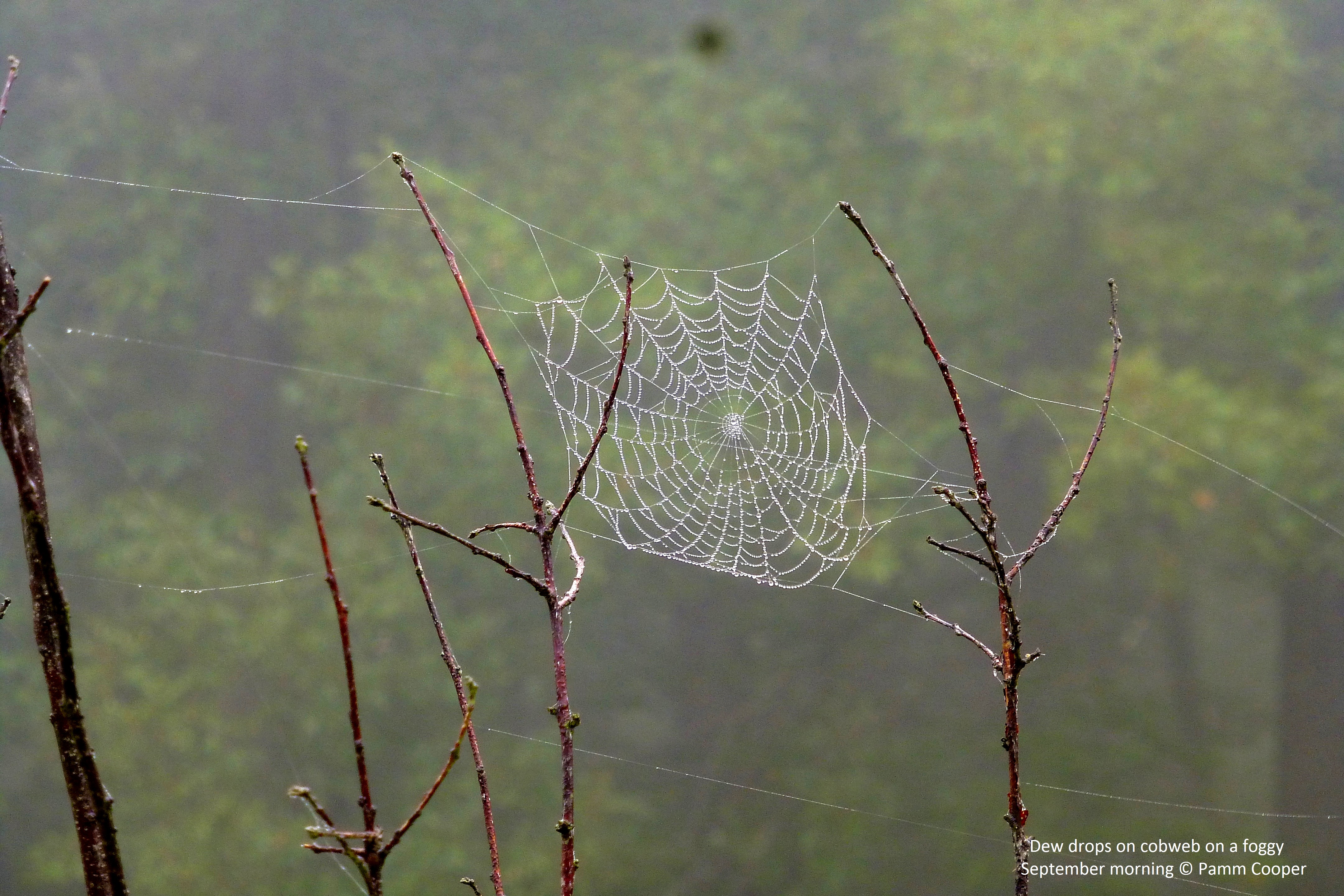 spider web on a foggy September morning 2017 Pamm Cooper photo II