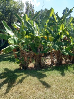 Banana tree Musa acuminata