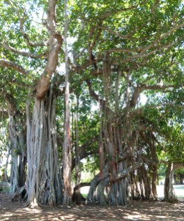 Banyan tree 2