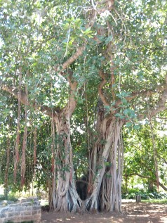 Banyan tree 3
