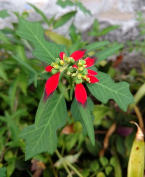Mexican fire plant, Mexican poinsettia Euphorbia cyathophora
