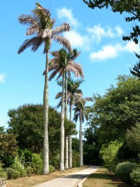 Royal palm Roystonea regina