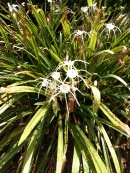 Spider lily Hymenocallis acutifolia