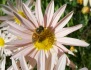 9 honey bee