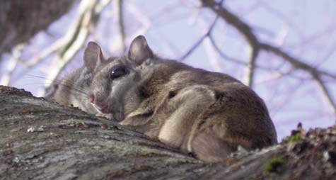 Carolina northern flying squirrel from www.ncpedia.org
