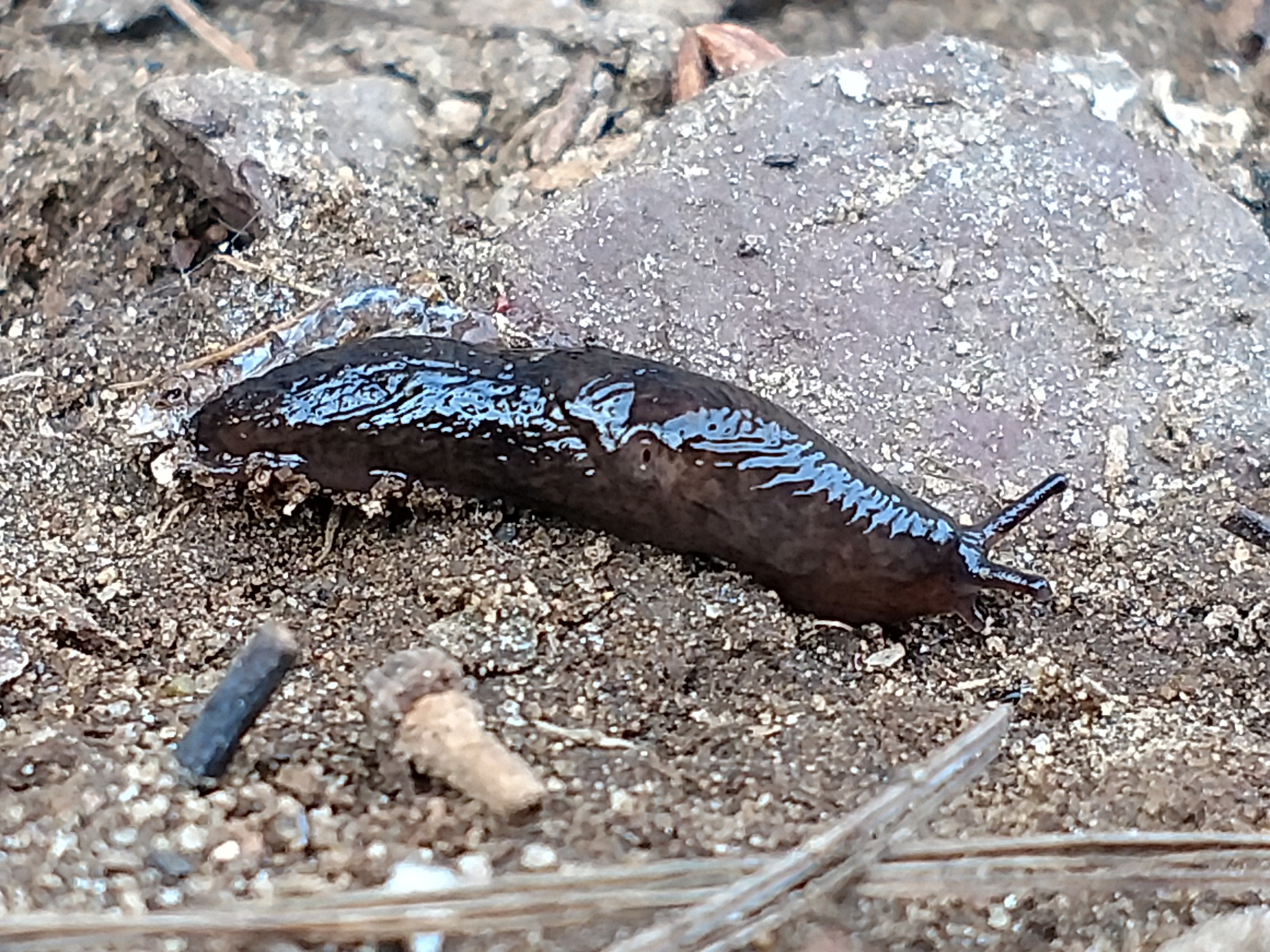 large black slug, arion ater