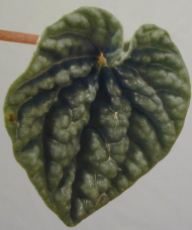 Peperomia with crinkled leaf