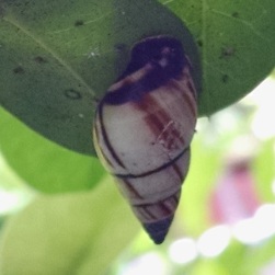 tree snail, drymaeus sp.