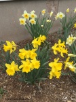 daffodil clumps