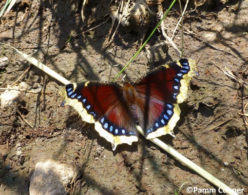 Mourning cloak early spring